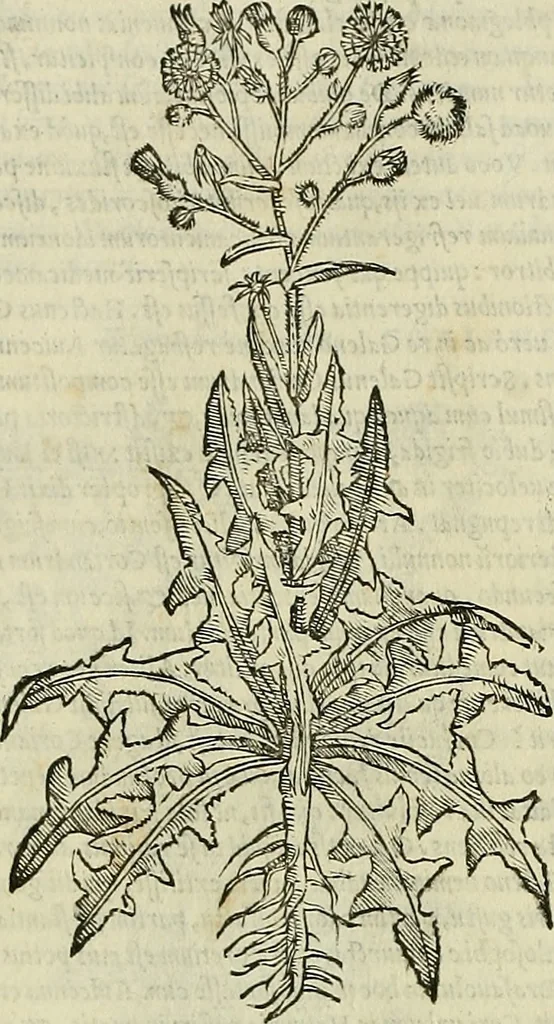 An illustration from Petri Andreae Matthioli Senensis serenissimi Principis Ferdinandi Archiducis Austriae & c., Medici, Commentarii secundo aucti : in libros sex Pedacii Dioscoridis Anazarbei de medica materia. Adiectis quàm plurimis plantarum, & animalium imaginibus quae in priore editione non habentur, eodem authore : his accessit eiusdem apologia adversus Amathum Lusitanum cum censura in eiusdem enarrationes, 1558, leaf 505