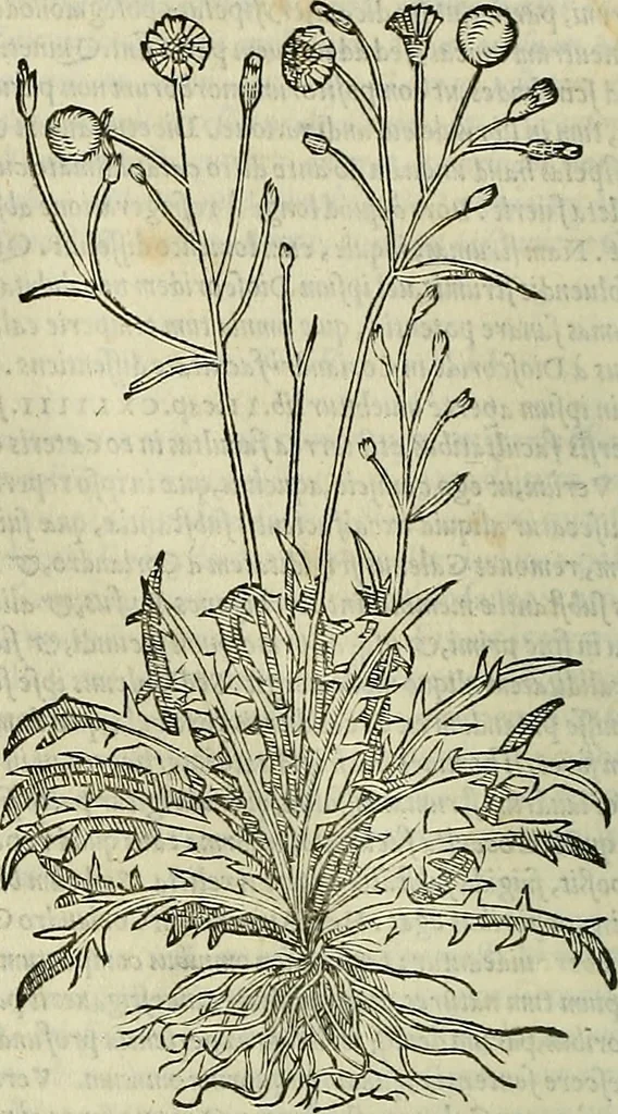 An illustration from Petri Andreae Matthioli Senensis serenissimi Principis Ferdinandi Archiducis Austriae & c., Medici, Commentarii secundo aucti : in libros sex Pedacii Dioscoridis Anazarbei de medica materia. Adiectis quàm plurimis plantarum, & animalium imaginibus quae in priore editione non habentur, eodem authore : his accessit eiusdem apologia adversus Amathum Lusitanum cum censura in eiusdem enarrationes, 1558, leaf 505