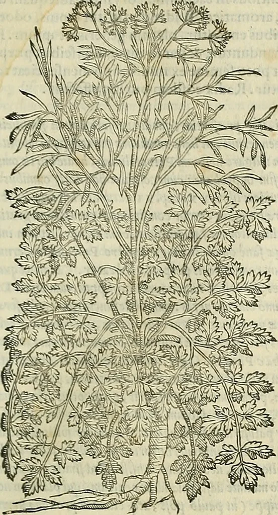 An illustration from Petri Andreae Matthioli Senensis serenissimi Principis Ferdinandi Archiducis Austriae & c., Medici, Commentarii secundo aucti : in libros sex Pedacii Dioscoridis Anazarbei de medica materia. Adiectis quàm plurimis plantarum, & animalium imaginibus quae in priore editione non habentur, eodem authore : his accessit eiusdem apologia adversus Amathum Lusitanum cum censura in eiusdem enarrationes, 1558, leaf 506