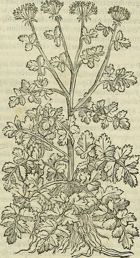 An illustration from Petri Andreae Matthioli Senensis serenissimi Principis Ferdinandi Archiducis Austriae & c., Medici, Commentarii secundo aucti : in libros sex Pedacii Dioscoridis Anazarbei de medica materia. Adiectis quàm plurimis plantarum, & animalium imaginibus quae in priore editione non habentur, eodem authore : his accessit eiusdem apologia adversus Amathum Lusitanum cum censura in eiusdem enarrationes, 1558, leaf 506
