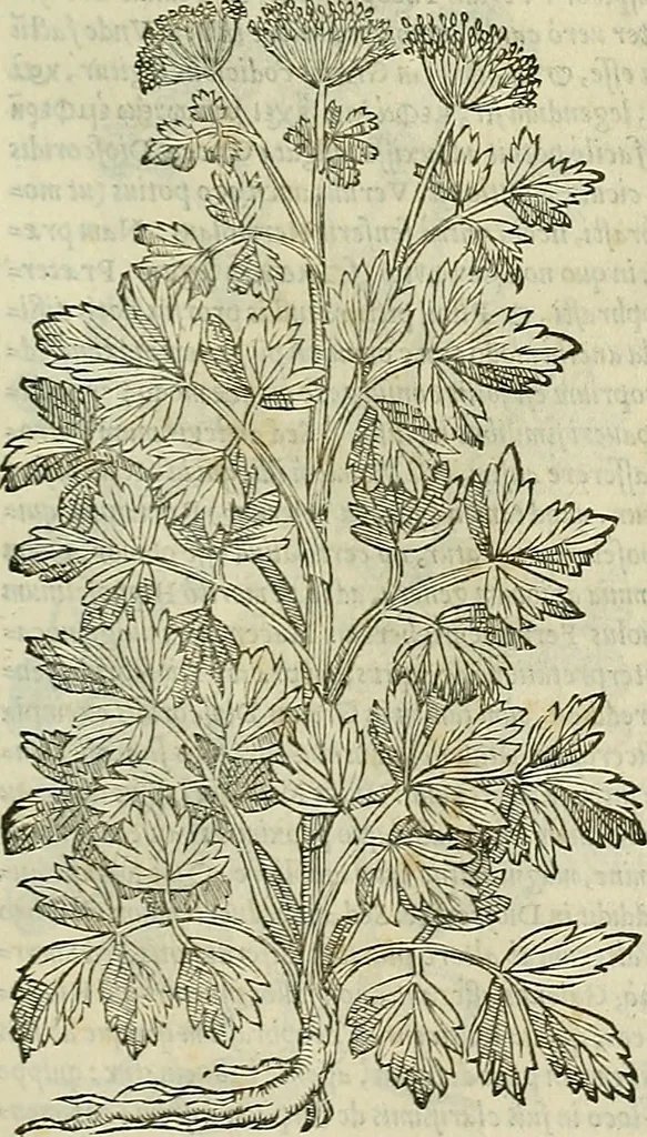 An illustration from Petri Andreae Matthioli Senensis serenissimi Principis Ferdinandi Archiducis Austriae & c., Medici, Commentarii secundo aucti : in libros sex Pedacii Dioscoridis Anazarbei de medica materia. Adiectis quàm plurimis plantarum, & animalium imaginibus quae in priore editione non habentur, eodem authore : his accessit eiusdem apologia adversus Amathum Lusitanum cum censura in eiusdem enarrationes, 1558, leaf 506