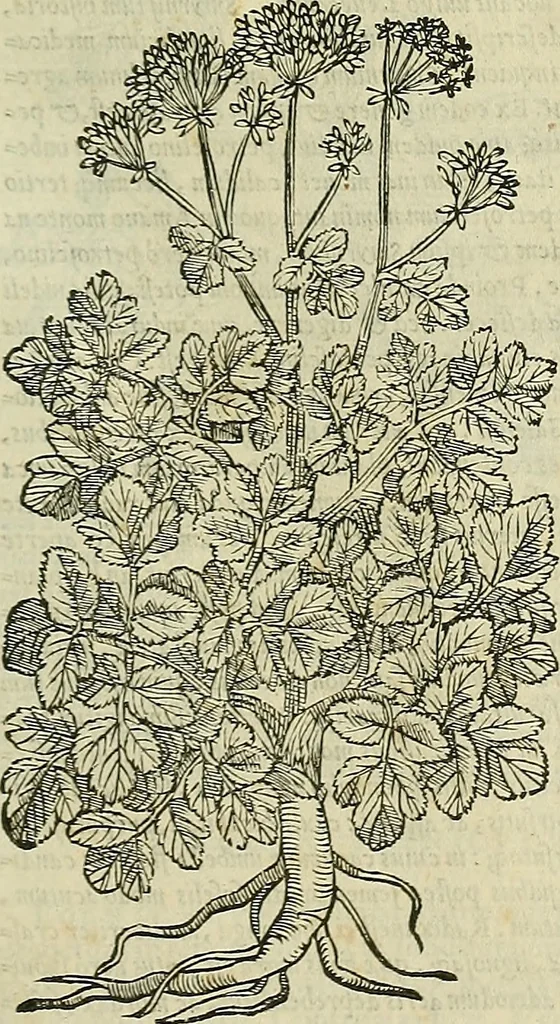 An illustration from Petri Andreae Matthioli Senensis serenissimi Principis Ferdinandi Archiducis Austriae & c., Medici, Commentarii secundo aucti : in libros sex Pedacii Dioscoridis Anazarbei de medica materia. Adiectis quàm plurimis plantarum, & animalium imaginibus quae in priore editione non habentur, eodem authore : his accessit eiusdem apologia adversus Amathum Lusitanum cum censura in eiusdem enarrationes, 1558, leaf 508