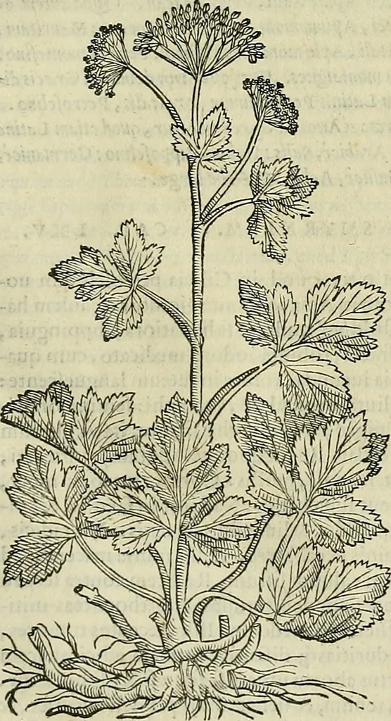 An illustration from Petri Andreae Matthioli Senensis serenissimi Principis Ferdinandi Archiducis Austriae & c., Medici, Commentarii secundo aucti : in libros sex Pedacii Dioscoridis Anazarbei de medica materia. Adiectis quàm plurimis plantarum, & animalium imaginibus quae in priore editione non habentur, eodem authore : his accessit eiusdem apologia adversus Amathum Lusitanum cum censura in eiusdem enarrationes, 1558, leaf 509