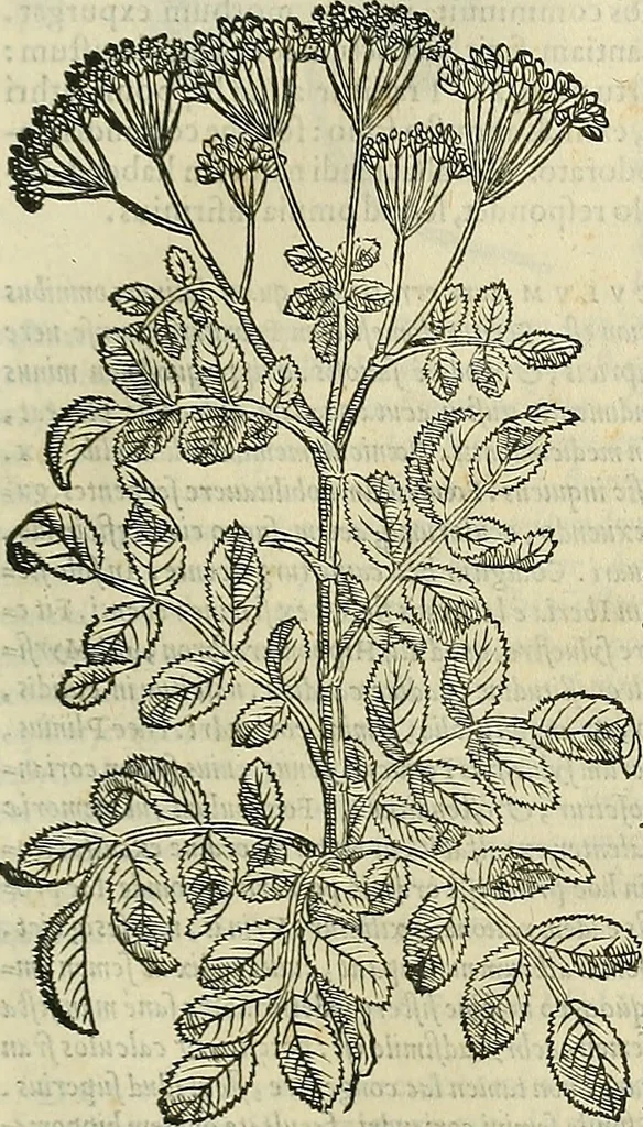 An illustration from Petri Andreae Matthioli Senensis serenissimi Principis Ferdinandi Archiducis Austriae & c., Medici, Commentarii secundo aucti : in libros sex Pedacii Dioscoridis Anazarbei de medica materia. Adiectis quàm plurimis plantarum, & animalium imaginibus quae in priore editione non habentur, eodem authore : his accessit eiusdem apologia adversus Amathum Lusitanum cum censura in eiusdem enarrationes, 1558, leaf 510