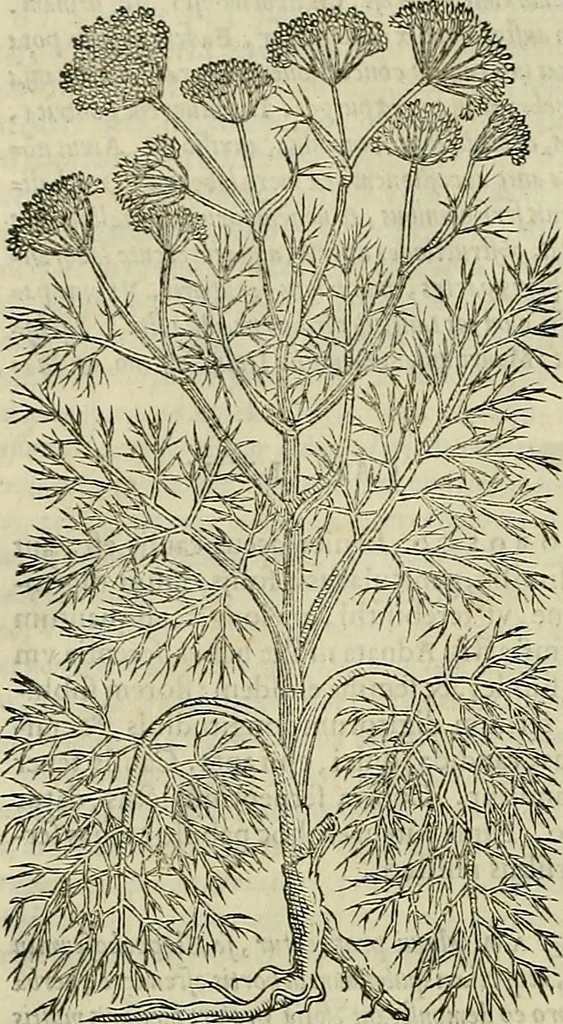 An illustration from Petri Andreae Matthioli Senensis serenissimi Principis Ferdinandi Archiducis Austriae & c., Medici, Commentarii secundo aucti : in libros sex Pedacii Dioscoridis Anazarbei de medica materia. Adiectis quàm plurimis plantarum, & animalium imaginibus quae in priore editione non habentur, eodem authore : his accessit eiusdem apologia adversus Amathum Lusitanum cum censura in eiusdem enarrationes, 1558, leaf 511
