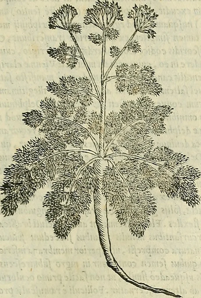 An illustration from Petri Andreae Matthioli Senensis serenissimi Principis Ferdinandi Archiducis Austriae & c., Medici, Commentarii secundo aucti : in libros sex Pedacii Dioscoridis Anazarbei de medica materia. Adiectis quàm plurimis plantarum, & animalium imaginibus quae in priore editione non habentur, eodem authore : his accessit eiusdem apologia adversus Amathum Lusitanum cum censura in eiusdem enarrationes, 1558, leaf 512