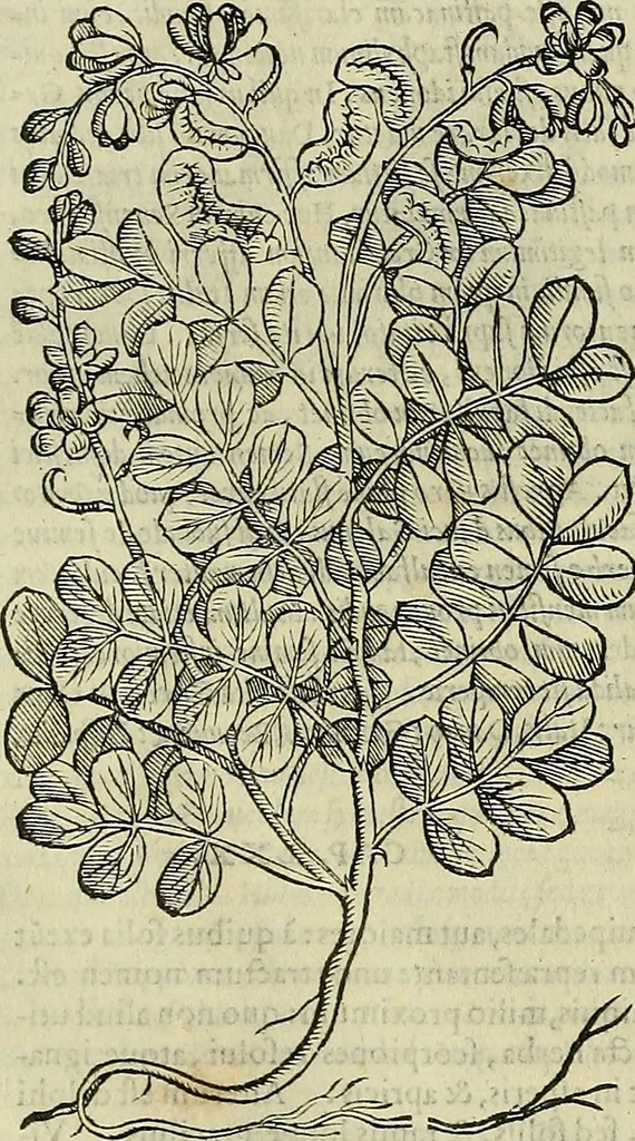 An illustration from Petri Andreae Matthioli Senensis serenissimi Principis Ferdinandi Archiducis Austriae & c., Medici, Commentarii secundo aucti : in libros sex Pedacii Dioscoridis Anazarbei de medica materia. Adiectis quàm plurimis plantarum, & animalium imaginibus quae in priore editione non habentur, eodem authore : his accessit eiusdem apologia adversus Amathum Lusitanum cum censura in eiusdem enarrationes, 1558, leaf 513
