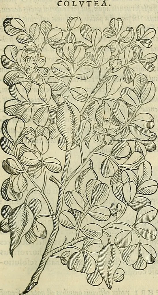 An illustration from Petri Andreae Matthioli Senensis serenissimi Principis Ferdinandi Archiducis Austriae & c., Medici, Commentarii secundo aucti : in libros sex Pedacii Dioscoridis Anazarbei de medica materia. Adiectis quàm plurimis plantarum, & animalium imaginibus quae in priore editione non habentur, eodem authore : his accessit eiusdem apologia adversus Amathum Lusitanum cum censura in eiusdem enarrationes, 1558, leaf 514