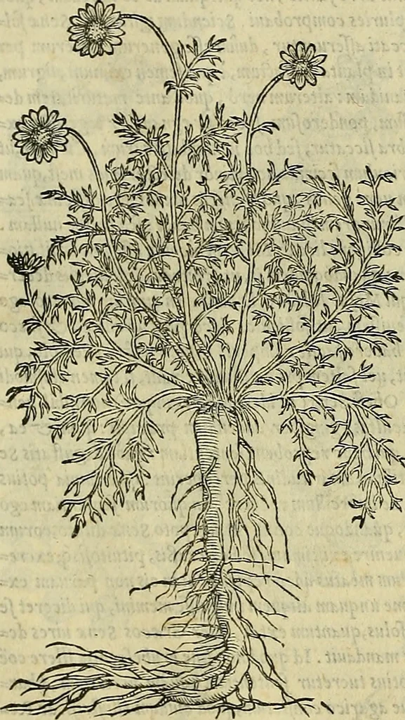 An illustration from Petri Andreae Matthioli Senensis serenissimi Principis Ferdinandi Archiducis Austriae & c., Medici, Commentarii secundo aucti : in libros sex Pedacii Dioscoridis Anazarbei de medica materia. Adiectis quàm plurimis plantarum, & animalium imaginibus quae in priore editione non habentur, eodem authore : his accessit eiusdem apologia adversus Amathum Lusitanum cum censura in eiusdem enarrationes, 1558, leaf 515