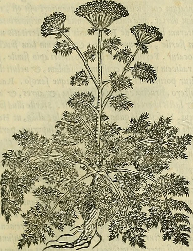 An illustration from Petri Andreae Matthioli Senensis serenissimi Principis Ferdinandi Archiducis Austriae & c., Medici, Commentarii secundo aucti : in libros sex Pedacii Dioscoridis Anazarbei de medica materia. Adiectis quàm plurimis plantarum, & animalium imaginibus quae in priore editione non habentur, eodem authore : his accessit eiusdem apologia adversus Amathum Lusitanum cum censura in eiusdem enarrationes, 1558, leaf 516