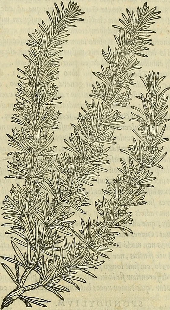 An illustration from Petri Andreae Matthioli Senensis serenissimi Principis Ferdinandi Archiducis Austriae & c., Medici, Commentarii secundo aucti : in libros sex Pedacii Dioscoridis Anazarbei de medica materia. Adiectis quàm plurimis plantarum, & animalium imaginibus quae in priore editione non habentur, eodem authore : his accessit eiusdem apologia adversus Amathum Lusitanum cum censura in eiusdem enarrationes, 1558, leaf 516