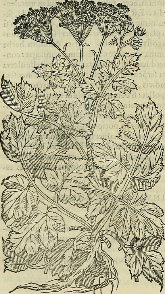 An illustration from Petri Andreae Matthioli Senensis serenissimi Principis Ferdinandi Archiducis Austriae & c., Medici, Commentarii secundo aucti : in libros sex Pedacii Dioscoridis Anazarbei de medica materia. Adiectis quàm plurimis plantarum, & animalium imaginibus quae in priore editione non habentur, eodem authore : his accessit eiusdem apologia adversus Amathum Lusitanum cum censura in eiusdem enarrationes, 1558, leaf 517