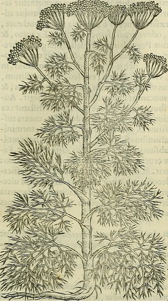 An illustration from Petri Andreae Matthioli Senensis serenissimi Principis Ferdinandi Archiducis Austriae & c., Medici, Commentarii secundo aucti : in libros sex Pedacii Dioscoridis Anazarbei de medica materia. Adiectis quàm plurimis plantarum, & animalium imaginibus quae in priore editione non habentur, eodem authore : his accessit eiusdem apologia adversus Amathum Lusitanum cum censura in eiusdem enarrationes, 1558, leaf 518