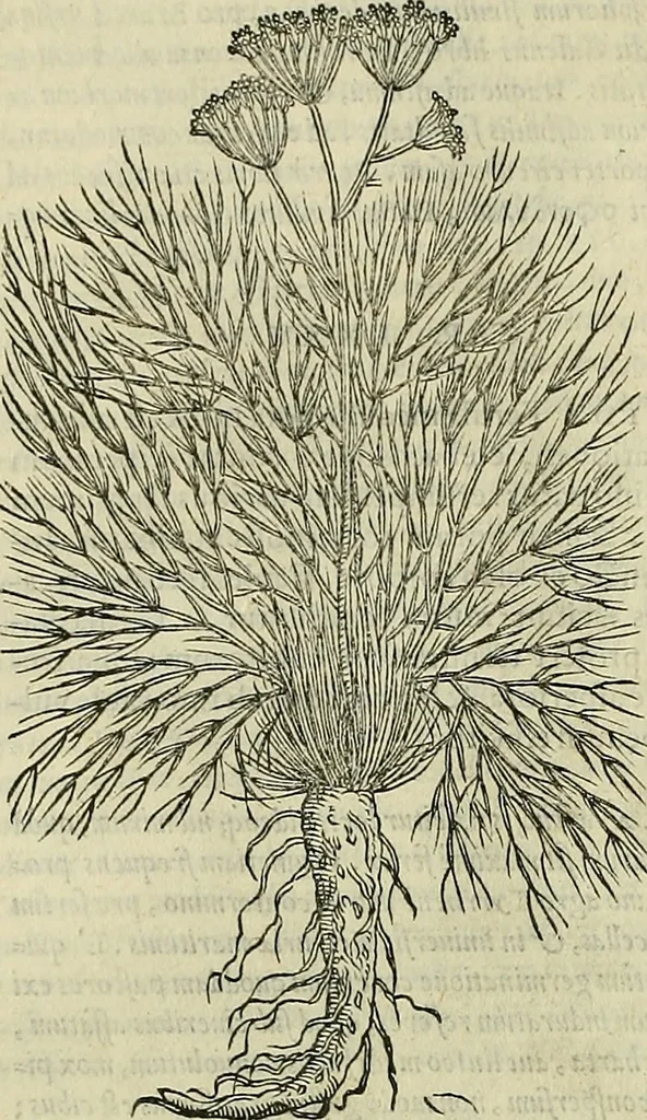 An illustration from Petri Andreae Matthioli Senensis serenissimi Principis Ferdinandi Archiducis Austriae & c., Medici, Commentarii secundo aucti : in libros sex Pedacii Dioscoridis Anazarbei de medica materia. Adiectis quàm plurimis plantarum, & animalium imaginibus quae in priore editione non habentur, eodem authore : his accessit eiusdem apologia adversus Amathum Lusitanum cum censura in eiusdem enarrationes, 1558, leaf 519