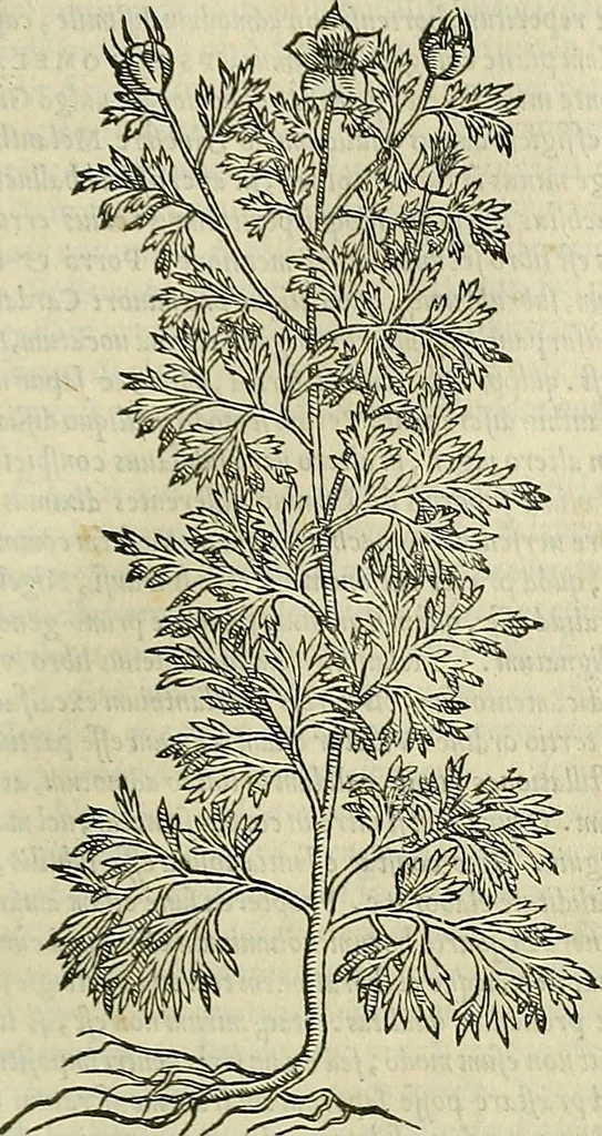 An illustration from Petri Andreae Matthioli Senensis serenissimi Principis Ferdinandi Archiducis Austriae & c., Medici, Commentarii secundo aucti : in libros sex Pedacii Dioscoridis Anazarbei de medica materia. Adiectis quàm plurimis plantarum, & animalium imaginibus quae in priore editione non habentur, eodem authore : his accessit eiusdem apologia adversus Amathum Lusitanum cum censura in eiusdem enarrationes, 1558, leaf 520