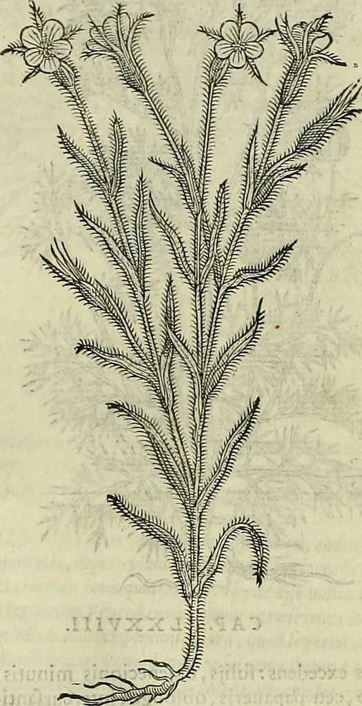 An illustration from Petri Andreae Matthioli Senensis serenissimi Principis Ferdinandi Archiducis Austriae & c., Medici, Commentarii secundo aucti : in libros sex Pedacii Dioscoridis Anazarbei de medica materia. Adiectis quàm plurimis plantarum, & animalium imaginibus quae in priore editione non habentur, eodem authore : his accessit eiusdem apologia adversus Amathum Lusitanum cum censura in eiusdem enarrationes, 1558, leaf 521