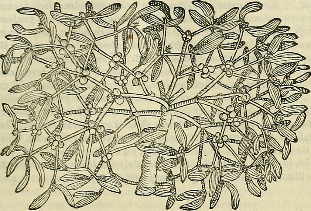 An illustration from Petri Andreae Matthioli Senensis serenissimi Principis Ferdinandi Archiducis Austriae & c., Medici, Commentarii secundo aucti : in libros sex Pedacii Dioscoridis Anazarbei de medica materia. Adiectis quàm plurimis plantarum, & animalium imaginibus quae in priore editione non habentur, eodem authore : his accessit eiusdem apologia adversus Amathum Lusitanum cum censura in eiusdem enarrationes, 1558, leaf 528