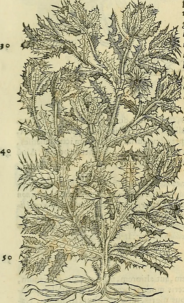 An illustration from Petri Andreae Matthioli Senensis serenissimi Principis Ferdinandi Archiducis Austriae & c., Medici, Commentarii secundo aucti : in libros sex Pedacii Dioscoridis Anazarbei de medica materia. Adiectis quàm plurimis plantarum, & animalium imaginibus quae in priore editione non habentur, eodem authore : his accessit eiusdem apologia adversus Amathum Lusitanum cum censura in eiusdem enarrationes, 1558, leaf 532