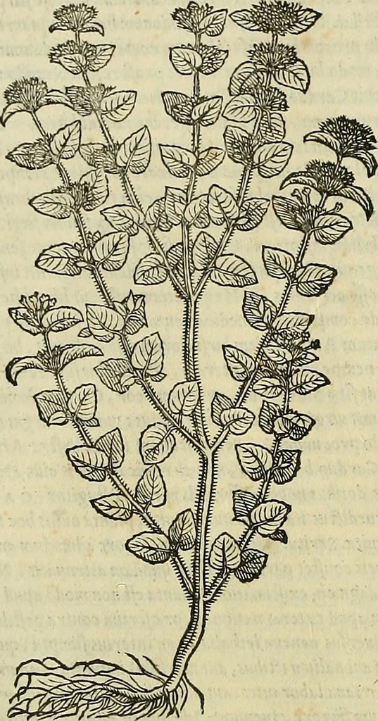 An illustration from Petri Andreae Matthioli Senensis serenissimi Principis Ferdinandi Archiducis Austriae & c., Medici, Commentarii secundo aucti : in libros sex Pedacii Dioscoridis Anazarbei de medica materia. Adiectis quàm plurimis plantarum, & animalium imaginibus quae in priore editione non habentur, eodem authore : his accessit eiusdem apologia adversus Amathum Lusitanum cum censura in eiusdem enarrationes, 1558, leaf 533