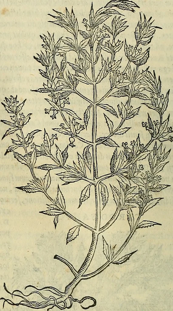 An illustration from Petri Andreae Matthioli Senensis serenissimi Principis Ferdinandi Archiducis Austriae & c., Medici, Commentarii secundo aucti : in libros sex Pedacii Dioscoridis Anazarbei de medica materia. Adiectis quàm plurimis plantarum, & animalium imaginibus quae in priore editione non habentur, eodem authore : his accessit eiusdem apologia adversus Amathum Lusitanum cum censura in eiusdem enarrationes, 1558, leaf 533