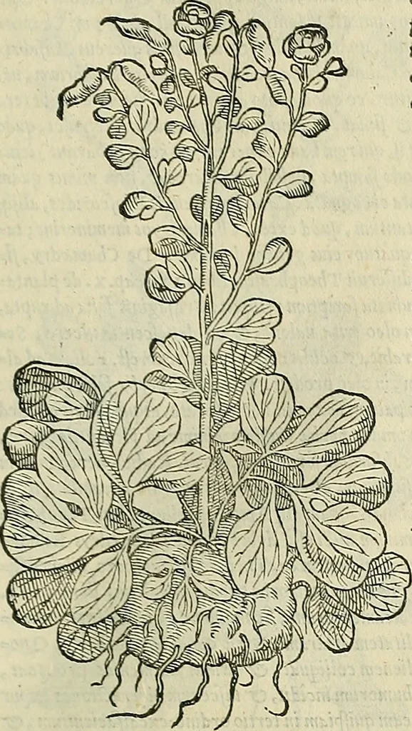 An illustration from Petri Andreae Matthioli Senensis serenissimi Principis Ferdinandi Archiducis Austriae & c., Medici, Commentarii secundo aucti : in libros sex Pedacii Dioscoridis Anazarbei de medica materia. Adiectis quàm plurimis plantarum, & animalium imaginibus quae in priore editione non habentur, eodem authore : his accessit eiusdem apologia adversus Amathum Lusitanum cum censura in eiusdem enarrationes, 1558, leaf 534