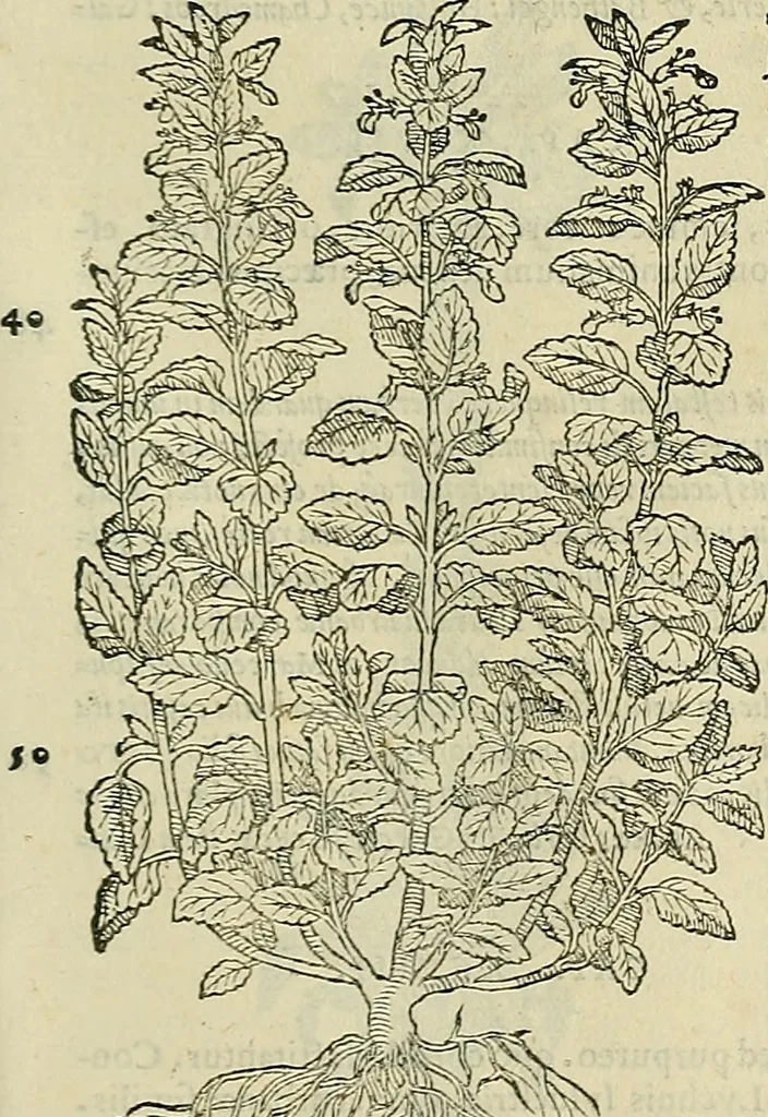 An illustration from Petri Andreae Matthioli Senensis serenissimi Principis Ferdinandi Archiducis Austriae & c., Medici, Commentarii secundo aucti : in libros sex Pedacii Dioscoridis Anazarbei de medica materia. Adiectis quàm plurimis plantarum, & animalium imaginibus quae in priore editione non habentur, eodem authore : his accessit eiusdem apologia adversus Amathum Lusitanum cum censura in eiusdem enarrationes, 1558, leaf 534