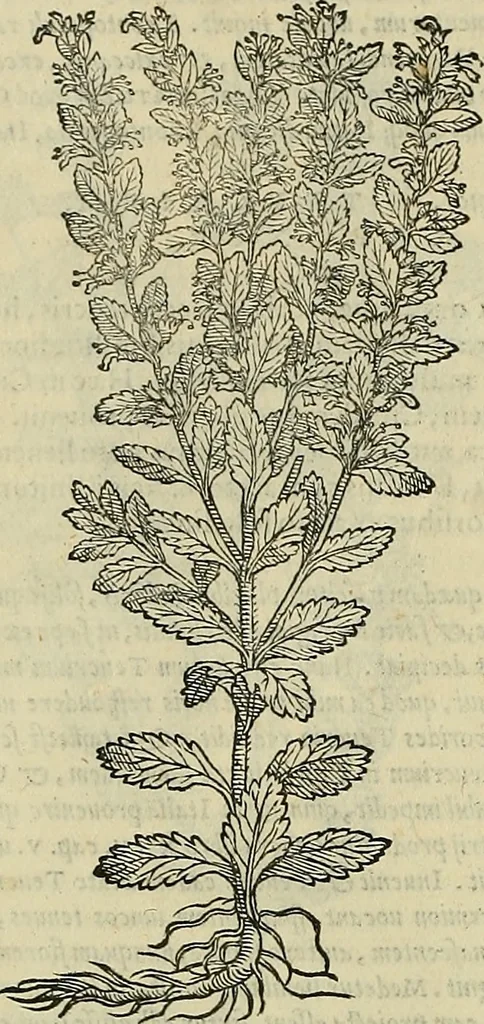 An illustration from Petri Andreae Matthioli Senensis serenissimi Principis Ferdinandi Archiducis Austriae & c., Medici, Commentarii secundo aucti : in libros sex Pedacii Dioscoridis Anazarbei de medica materia. Adiectis quàm plurimis plantarum, & animalium imaginibus quae in priore editione non habentur, eodem authore : his accessit eiusdem apologia adversus Amathum Lusitanum cum censura in eiusdem enarrationes, 1558, leaf 535