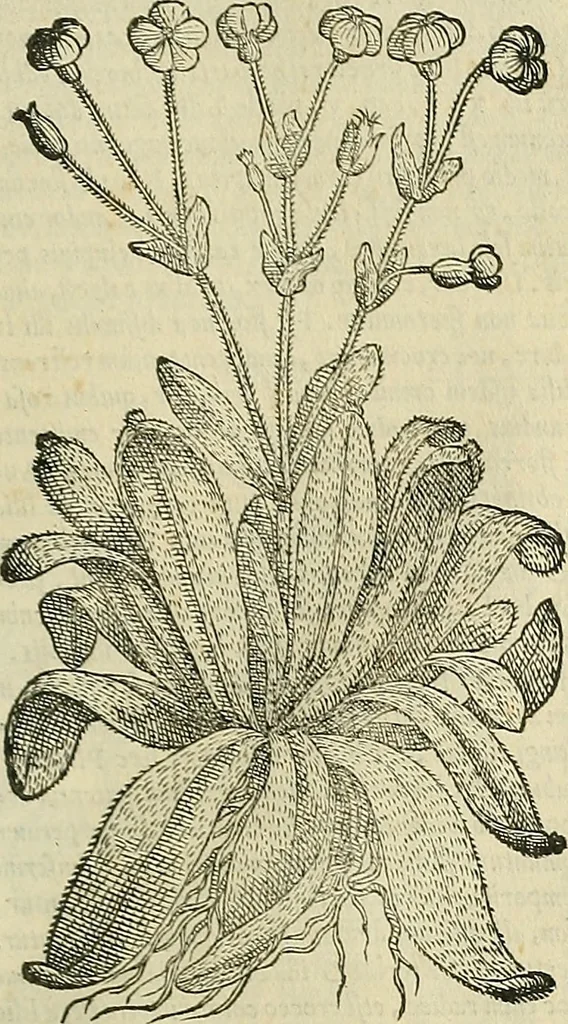 An illustration from Petri Andreae Matthioli Senensis serenissimi Principis Ferdinandi Archiducis Austriae & c., Medici, Commentarii secundo aucti : in libros sex Pedacii Dioscoridis Anazarbei de medica materia. Adiectis quàm plurimis plantarum, & animalium imaginibus quae in priore editione non habentur, eodem authore : his accessit eiusdem apologia adversus Amathum Lusitanum cum censura in eiusdem enarrationes, 1558, leaf 536