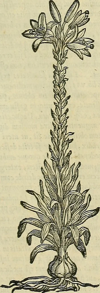 An illustration from Petri Andreae Matthioli Senensis serenissimi Principis Ferdinandi Archiducis Austriae & c., Medici, Commentarii secundo aucti : in libros sex Pedacii Dioscoridis Anazarbei de medica materia. Adiectis quàm plurimis plantarum, & animalium imaginibus quae in priore editione non habentur, eodem authore : his accessit eiusdem apologia adversus Amathum Lusitanum cum censura in eiusdem enarrationes, 1558, leaf 536