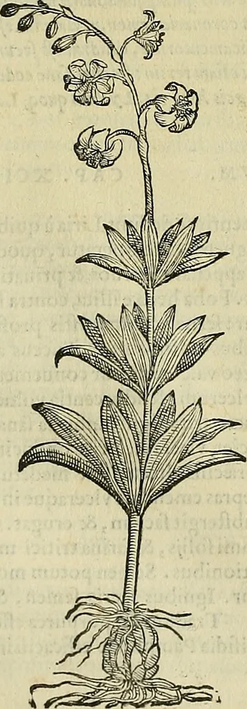 An illustration from Petri Andreae Matthioli Senensis serenissimi Principis Ferdinandi Archiducis Austriae & c., Medici, Commentarii secundo aucti : in libros sex Pedacii Dioscoridis Anazarbei de medica materia. Adiectis quàm plurimis plantarum, & animalium imaginibus quae in priore editione non habentur, eodem authore : his accessit eiusdem apologia adversus Amathum Lusitanum cum censura in eiusdem enarrationes, 1558, leaf 537