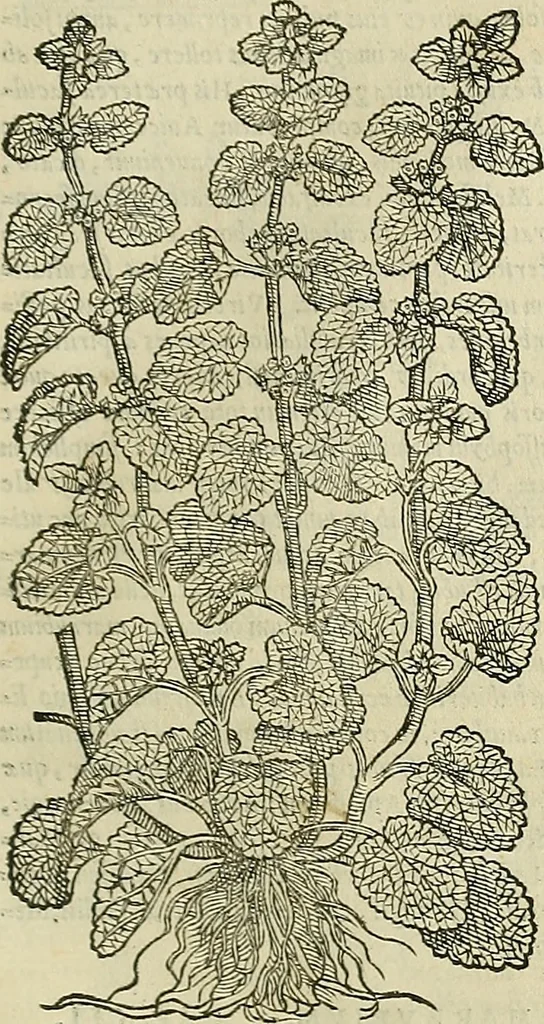 An illustration from Petri Andreae Matthioli Senensis serenissimi Principis Ferdinandi Archiducis Austriae & c., Medici, Commentarii secundo aucti : in libros sex Pedacii Dioscoridis Anazarbei de medica materia. Adiectis quàm plurimis plantarum, & animalium imaginibus quae in priore editione non habentur, eodem authore : his accessit eiusdem apologia adversus Amathum Lusitanum cum censura in eiusdem enarrationes, 1558, leaf 538