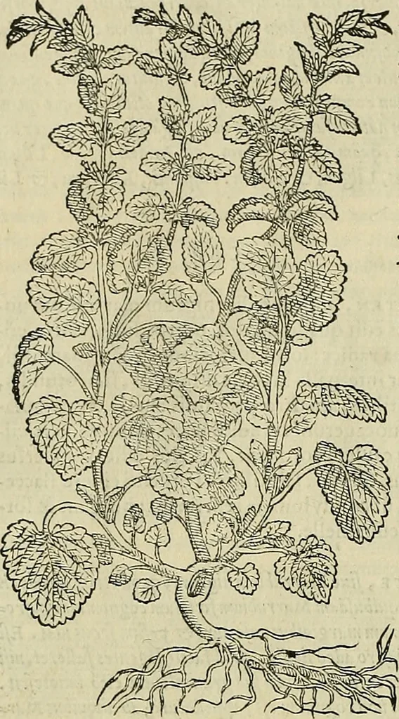 An illustration from Petri Andreae Matthioli Senensis serenissimi Principis Ferdinandi Archiducis Austriae & c., Medici, Commentarii secundo aucti : in libros sex Pedacii Dioscoridis Anazarbei de medica materia. Adiectis quàm plurimis plantarum, & animalium imaginibus quae in priore editione non habentur, eodem authore : his accessit eiusdem apologia adversus Amathum Lusitanum cum censura in eiusdem enarrationes, 1558, leaf 539