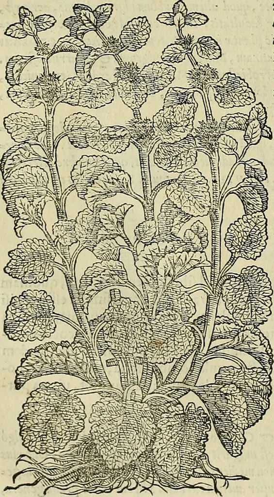 An illustration from Petri Andreae Matthioli Senensis serenissimi Principis Ferdinandi Archiducis Austriae & c., Medici, Commentarii secundo aucti : in libros sex Pedacii Dioscoridis Anazarbei de medica materia. Adiectis quàm plurimis plantarum, & animalium imaginibus quae in priore editione non habentur, eodem authore : his accessit eiusdem apologia adversus Amathum Lusitanum cum censura in eiusdem enarrationes, 1558, leaf 539