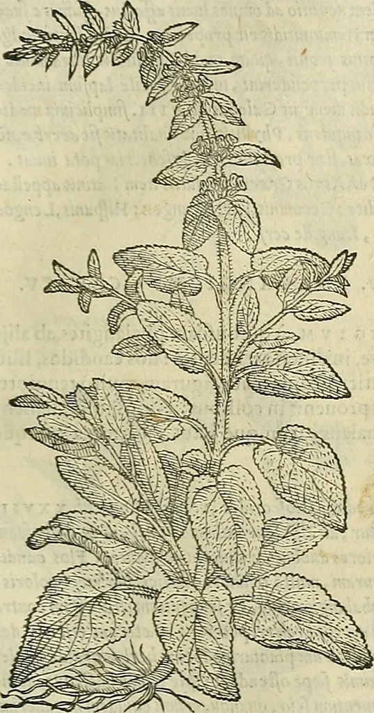 An illustration from Petri Andreae Matthioli Senensis serenissimi Principis Ferdinandi Archiducis Austriae & c., Medici, Commentarii secundo aucti : in libros sex Pedacii Dioscoridis Anazarbei de medica materia. Adiectis quàm plurimis plantarum, & animalium imaginibus quae in priore editione non habentur, eodem authore : his accessit eiusdem apologia adversus Amathum Lusitanum cum censura in eiusdem enarrationes, 1558, leaf 540