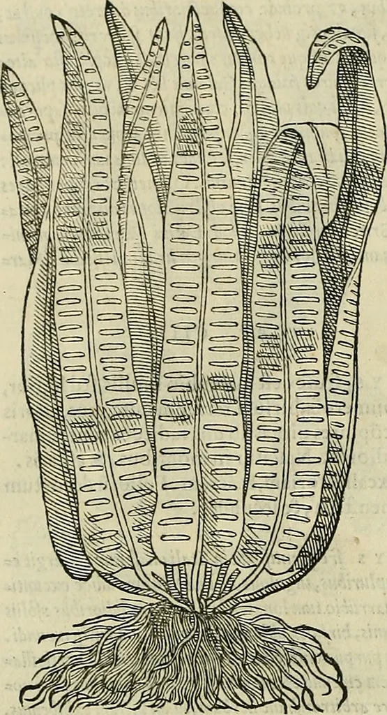 An illustration from Petri Andreae Matthioli Senensis serenissimi Principis Ferdinandi Archiducis Austriae & c., Medici, Commentarii secundo aucti : in libros sex Pedacii Dioscoridis Anazarbei de medica materia. Adiectis quàm plurimis plantarum, & animalium imaginibus quae in priore editione non habentur, eodem authore : his accessit eiusdem apologia adversus Amathum Lusitanum cum censura in eiusdem enarrationes, 1558, leaf 541