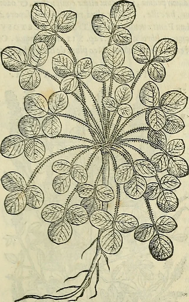 An illustration from Petri Andreae Matthioli Senensis serenissimi Principis Ferdinandi Archiducis Austriae & c., Medici, Commentarii secundo aucti : in libros sex Pedacii Dioscoridis Anazarbei de medica materia. Adiectis quàm plurimis plantarum, & animalium imaginibus quae in priore editione non habentur, eodem authore : his accessit eiusdem apologia adversus Amathum Lusitanum cum censura in eiusdem enarrationes, 1558, leaf 542
