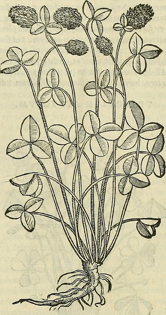An illustration from Petri Andreae Matthioli Senensis serenissimi Principis Ferdinandi Archiducis Austriae & c., Medici, Commentarii secundo aucti : in libros sex Pedacii Dioscoridis Anazarbei de medica materia. Adiectis quàm plurimis plantarum, & animalium imaginibus quae in priore editione non habentur, eodem authore : his accessit eiusdem apologia adversus Amathum Lusitanum cum censura in eiusdem enarrationes, 1558, leaf 542