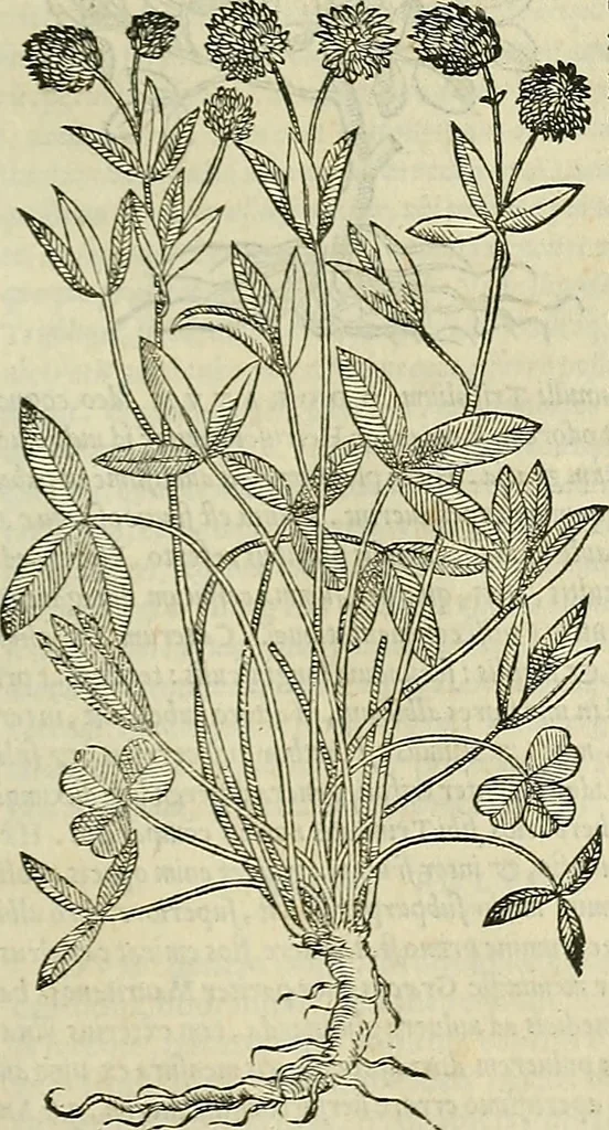 An illustration from Petri Andreae Matthioli Senensis serenissimi Principis Ferdinandi Archiducis Austriae & c., Medici, Commentarii secundo aucti : in libros sex Pedacii Dioscoridis Anazarbei de medica materia. Adiectis quàm plurimis plantarum, & animalium imaginibus quae in priore editione non habentur, eodem authore : his accessit eiusdem apologia adversus Amathum Lusitanum cum censura in eiusdem enarrationes, 1558, leaf 542