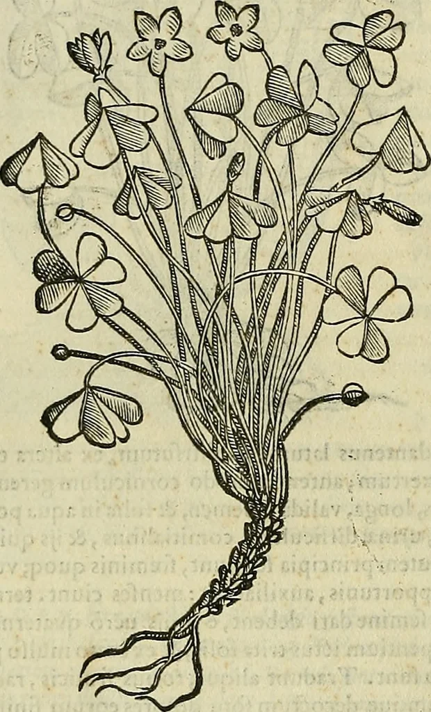An illustration from Petri Andreae Matthioli Senensis serenissimi Principis Ferdinandi Archiducis Austriae & c., Medici, Commentarii secundo aucti : in libros sex Pedacii Dioscoridis Anazarbei de medica materia. Adiectis quàm plurimis plantarum, & animalium imaginibus quae in priore editione non habentur, eodem authore : his accessit eiusdem apologia adversus Amathum Lusitanum cum censura in eiusdem enarrationes, 1558, leaf 543