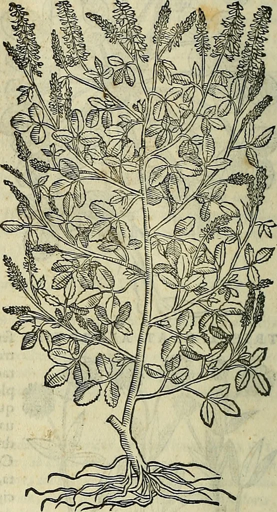 An illustration from Petri Andreae Matthioli Senensis serenissimi Principis Ferdinandi Archiducis Austriae & c., Medici, Commentarii secundo aucti : in libros sex Pedacii Dioscoridis Anazarbei de medica materia. Adiectis quàm plurimis plantarum, & animalium imaginibus quae in priore editione non habentur, eodem authore : his accessit eiusdem apologia adversus Amathum Lusitanum cum censura in eiusdem enarrationes, 1558, leaf 543