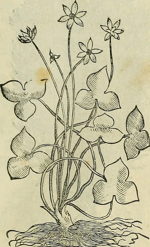 An illustration from Petri Andreae Matthioli Senensis serenissimi Principis Ferdinandi Archiducis Austriae & c., Medici, Commentarii secundo aucti : in libros sex Pedacii Dioscoridis Anazarbei de medica materia. Adiectis quàm plurimis plantarum, & animalium imaginibus quae in priore editione non habentur, eodem authore : his accessit eiusdem apologia adversus Amathum Lusitanum cum censura in eiusdem enarrationes, 1558, leaf 544
