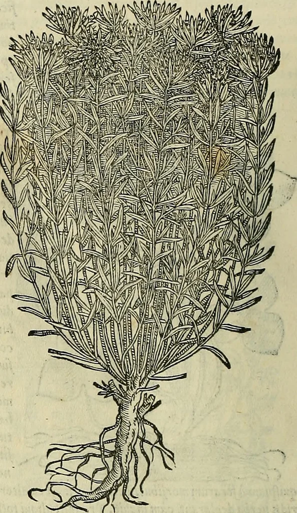 An illustration from Petri Andreae Matthioli Senensis serenissimi Principis Ferdinandi Archiducis Austriae & c., Medici, Commentarii secundo aucti : in libros sex Pedacii Dioscoridis Anazarbei de medica materia. Adiectis quàm plurimis plantarum, & animalium imaginibus quae in priore editione non habentur, eodem authore : his accessit eiusdem apologia adversus Amathum Lusitanum cum censura in eiusdem enarrationes, 1558, leaf 545