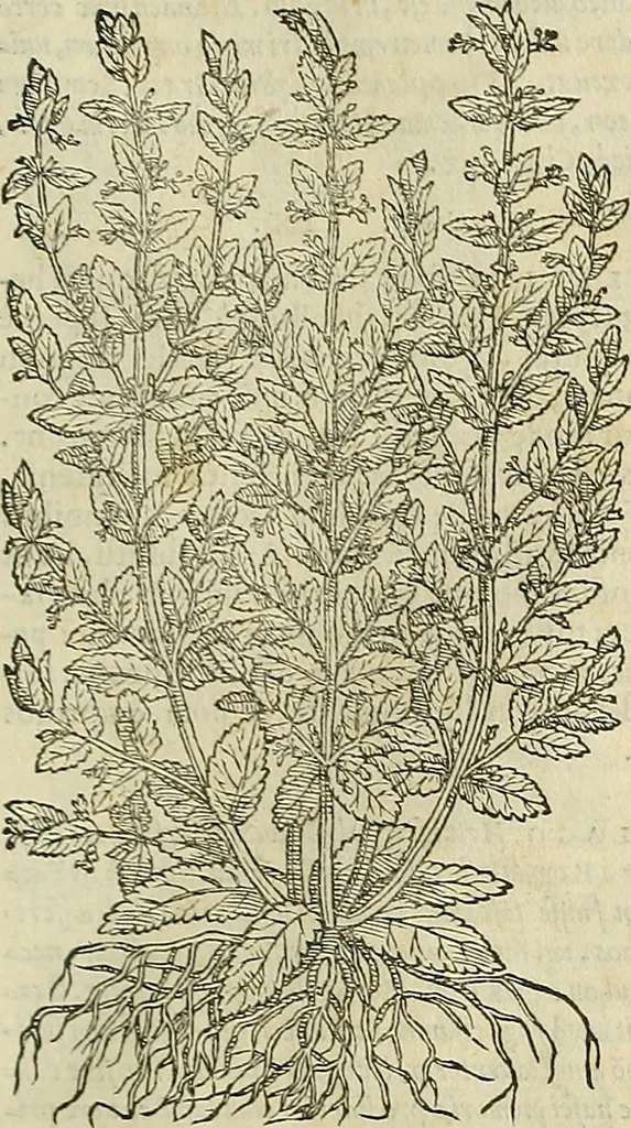 An illustration from Petri Andreae Matthioli Senensis serenissimi Principis Ferdinandi Archiducis Austriae & c., Medici, Commentarii secundo aucti : in libros sex Pedacii Dioscoridis Anazarbei de medica materia. Adiectis quàm plurimis plantarum, & animalium imaginibus quae in priore editione non habentur, eodem authore : his accessit eiusdem apologia adversus Amathum Lusitanum cum censura in eiusdem enarrationes, 1558, leaf 546