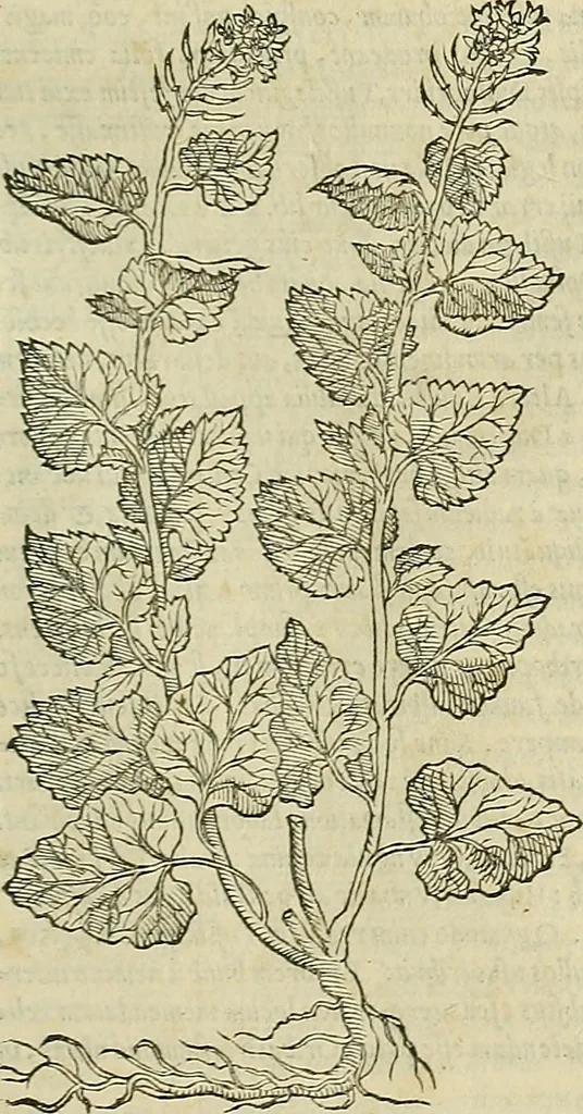 An illustration from Petri Andreae Matthioli Senensis serenissimi Principis Ferdinandi Archiducis Austriae & c., Medici, Commentarii secundo aucti : in libros sex Pedacii Dioscoridis Anazarbei de medica materia. Adiectis quàm plurimis plantarum, & animalium imaginibus quae in priore editione non habentur, eodem authore : his accessit eiusdem apologia adversus Amathum Lusitanum cum censura in eiusdem enarrationes, 1558, leaf 546