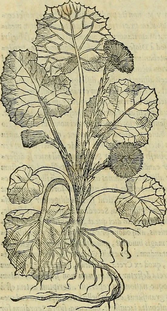 An illustration from Petri Andreae Matthioli Senensis serenissimi Principis Ferdinandi Archiducis Austriae & c., Medici, Commentarii secundo aucti : in libros sex Pedacii Dioscoridis Anazarbei de medica materia. Adiectis quàm plurimis plantarum, & animalium imaginibus quae in priore editione non habentur, eodem authore : his accessit eiusdem apologia adversus Amathum Lusitanum cum censura in eiusdem enarrationes, 1558, leaf 547