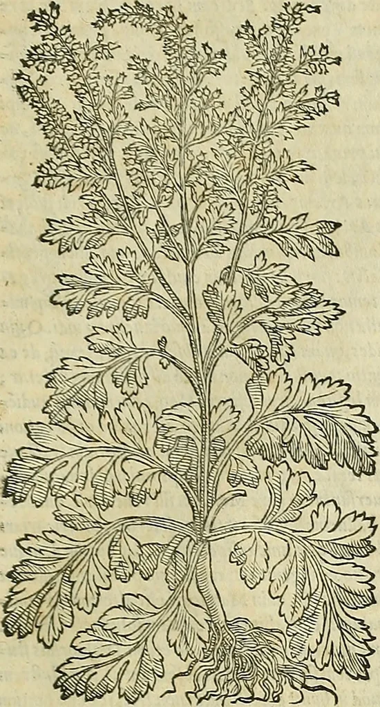 An illustration from Petri Andreae Matthioli Senensis serenissimi Principis Ferdinandi Archiducis Austriae & c., Medici, Commentarii secundo aucti : in libros sex Pedacii Dioscoridis Anazarbei de medica materia. Adiectis quàm plurimis plantarum, & animalium imaginibus quae in priore editione non habentur, eodem authore : his accessit eiusdem apologia adversus Amathum Lusitanum cum censura in eiusdem enarrationes, 1558, leaf 548