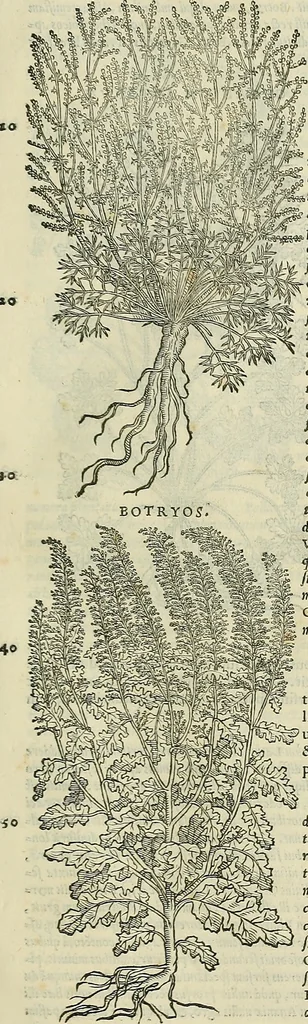An illustration from Petri Andreae Matthioli Senensis serenissimi Principis Ferdinandi Archiducis Austriae & c., Medici, Commentarii secundo aucti : in libros sex Pedacii Dioscoridis Anazarbei de medica materia. Adiectis quàm plurimis plantarum, & animalium imaginibus quae in priore editione non habentur, eodem authore : his accessit eiusdem apologia adversus Amathum Lusitanum cum censura in eiusdem enarrationes, 1558, leaf 550