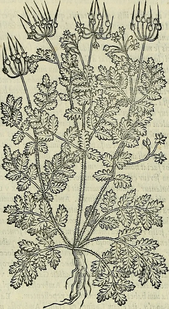 An illustration from Petri Andreae Matthioli Senensis serenissimi Principis Ferdinandi Archiducis Austriae & c., Medici, Commentarii secundo aucti : in libros sex Pedacii Dioscoridis Anazarbei de medica materia. Adiectis quàm plurimis plantarum, & animalium imaginibus quae in priore editione non habentur, eodem authore : his accessit eiusdem apologia adversus Amathum Lusitanum cum censura in eiusdem enarrationes, 1558, leaf 551