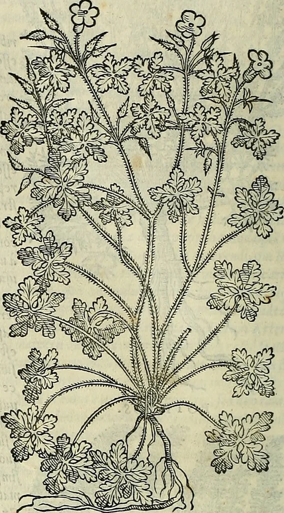 An illustration from Petri Andreae Matthioli Senensis serenissimi Principis Ferdinandi Archiducis Austriae & c., Medici, Commentarii secundo aucti : in libros sex Pedacii Dioscoridis Anazarbei de medica materia. Adiectis quàm plurimis plantarum, & animalium imaginibus quae in priore editione non habentur, eodem authore : his accessit eiusdem apologia adversus Amathum Lusitanum cum censura in eiusdem enarrationes, 1558, leaf 551