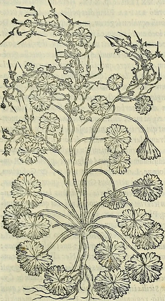 An illustration from Petri Andreae Matthioli Senensis serenissimi Principis Ferdinandi Archiducis Austriae & c., Medici, Commentarii secundo aucti : in libros sex Pedacii Dioscoridis Anazarbei de medica materia. Adiectis quàm plurimis plantarum, & animalium imaginibus quae in priore editione non habentur, eodem authore : his accessit eiusdem apologia adversus Amathum Lusitanum cum censura in eiusdem enarrationes, 1558, leaf 552